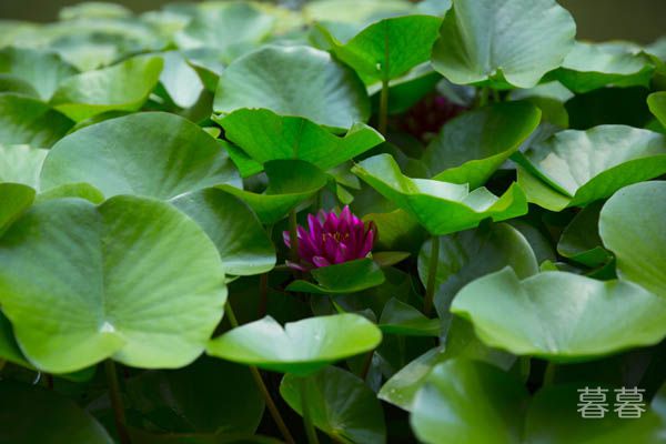 清明节追悼亲人的句子 从此我的世界再也没有你的身影