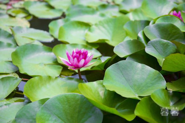 清明节怀念亲人的句子 愿天堂的你依旧幸福