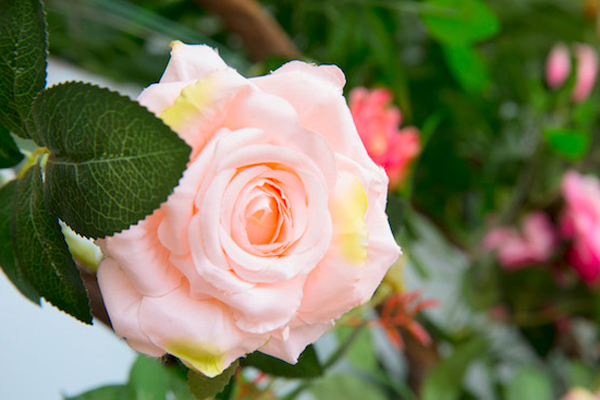 教师节送什么花给老师好 向日葵花的寓意最好