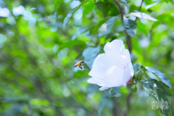 清明节适合发的说说 祭奠那些早已逝去的人