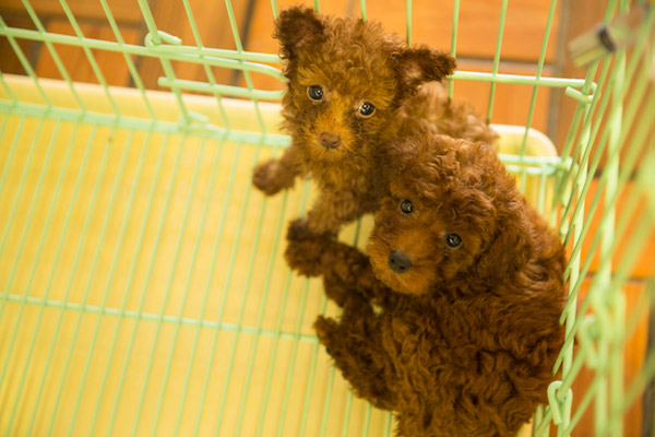 饲养侦探系列 如何让大白熊犬健康成长
