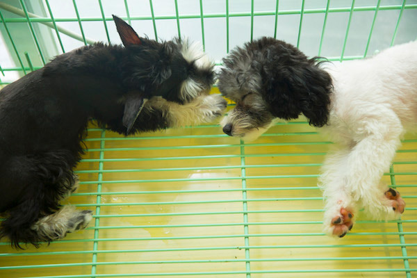 饲养侦探系列 如何让大白熊犬健康成长