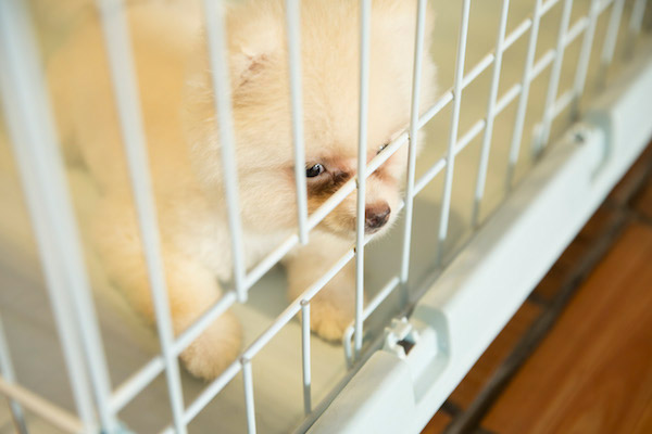 狗狗管理之茶杯犬幼犬饲养基本常识与知识