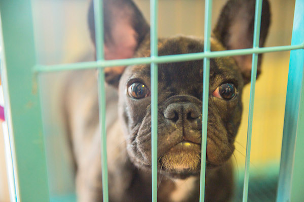狗狗管理之茶杯犬幼犬饲养基本常识与知识