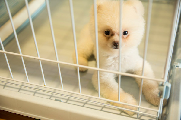 马犬饲养指南——卫生清洁篇