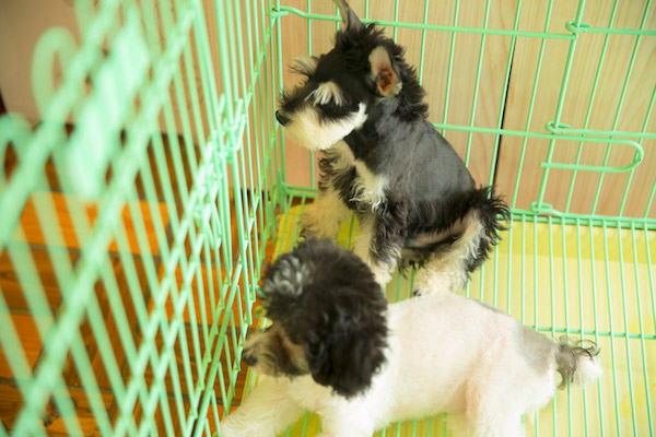 马犬饲养指南——卫生清洁篇