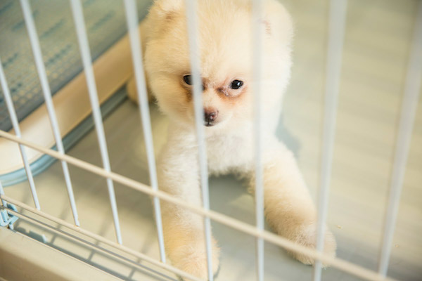 冬季天冷，铲屎官莫大意，一定要给松狮犬做好保温工作！